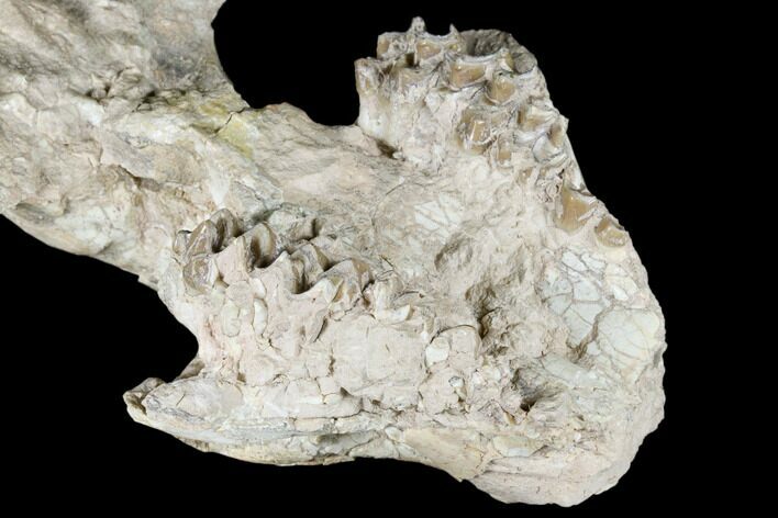 Fossil Oreodont (Merycoidodon) Skull - Wyoming #174374